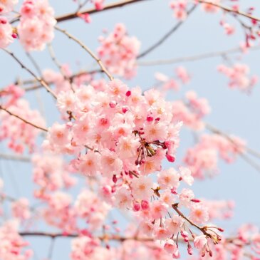Kirschblüte in Washington DC: Höhepunkt der Blütezeit für Mitte März vorhergesagt